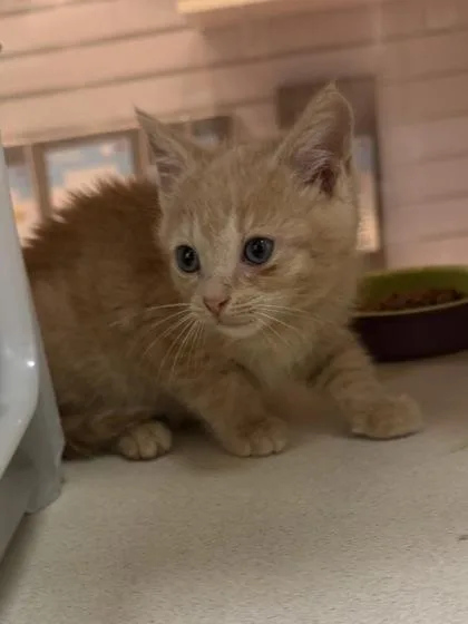A young small-sized male Domestic Short Hair cat named A Chickpea for adoption in North Charleston, SC