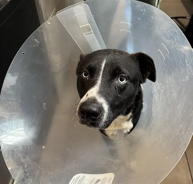 A young large-sized male Husky dog named Rocky for adoption in Omaha, NE