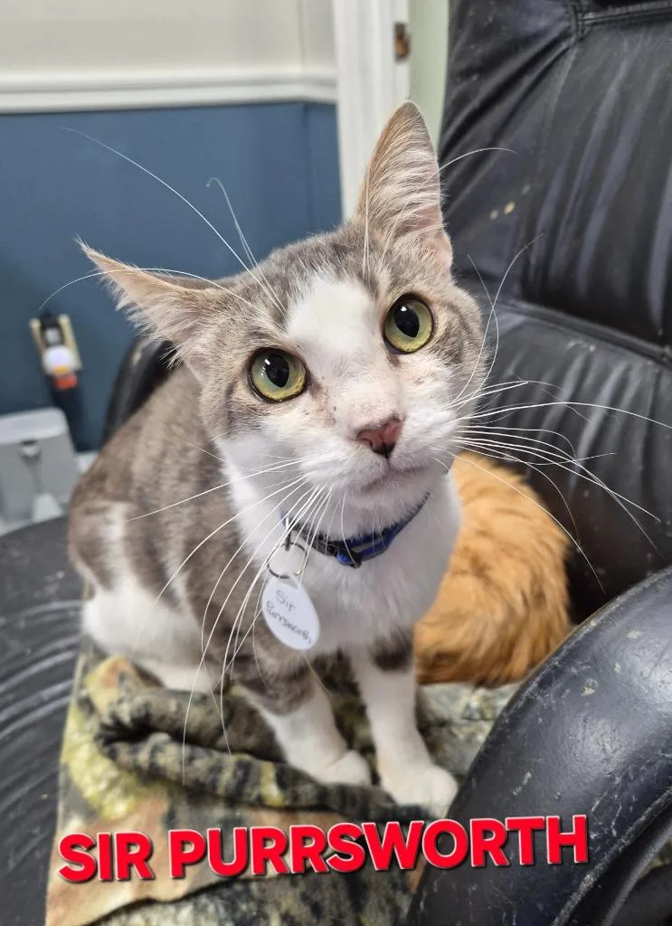 A young medium-sized male Domestic Short Hair cat named Sir Purrsworth for adoption in Rome, GA