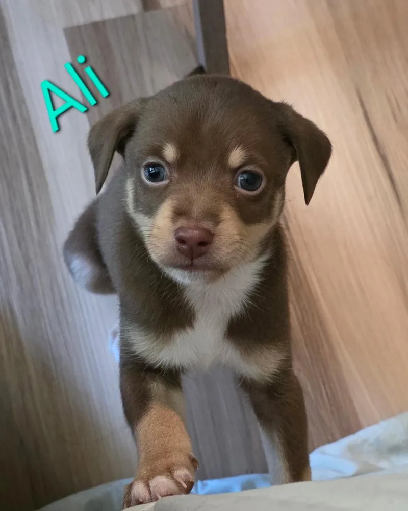 A baby small-sized female Australian Shepherd dog named Ali for adoption in Aurora, IL