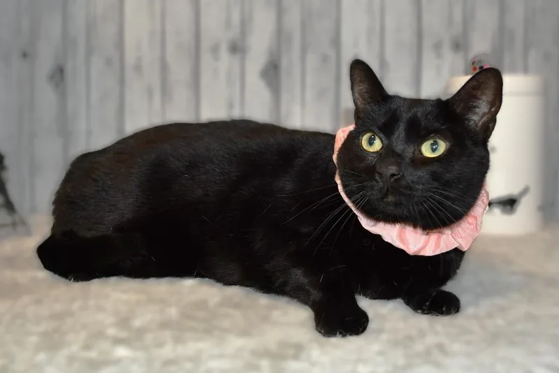 An adult medium-sized female Domestic Short Hair cat named Mieko for adoption in Roanoke, TX