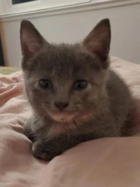 A baby small-sized female Domestic Short Hair cat named Freya for adoption in West Valley City, UT