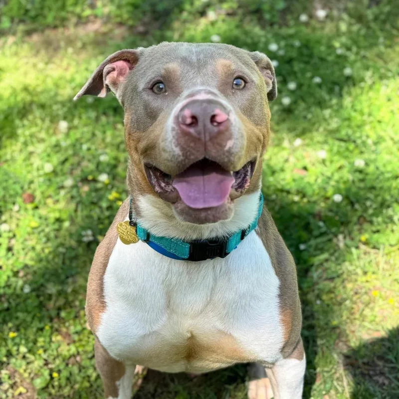 An adult large-sized male Brown / Chocolate Mixed Breed dog named Reid for adoption in Auburn, AL