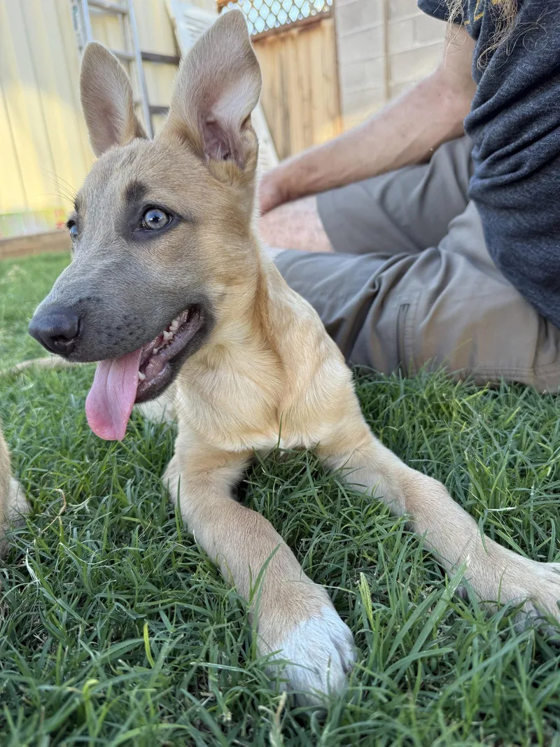 Liesl