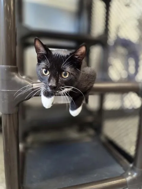 A baby small-sized male Domestic Short Hair cat named Vancouver for adoption in Palmetto, FL