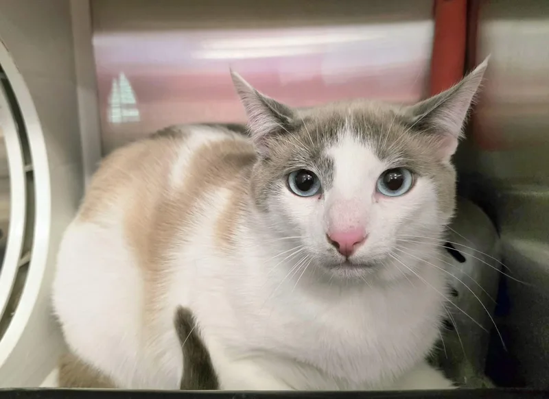 Tillie And Thumper  thumbnail 3