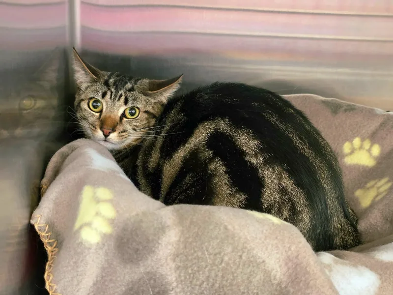 Tillie And Thumper  thumbnail 4