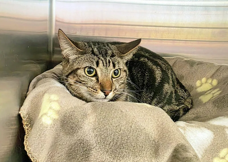 A young medium-sized female Tabby (Gray / Blue / Silver) Domestic Short Hair cat named Tillie And Thumper  for adoption in Oak Ridge, TN