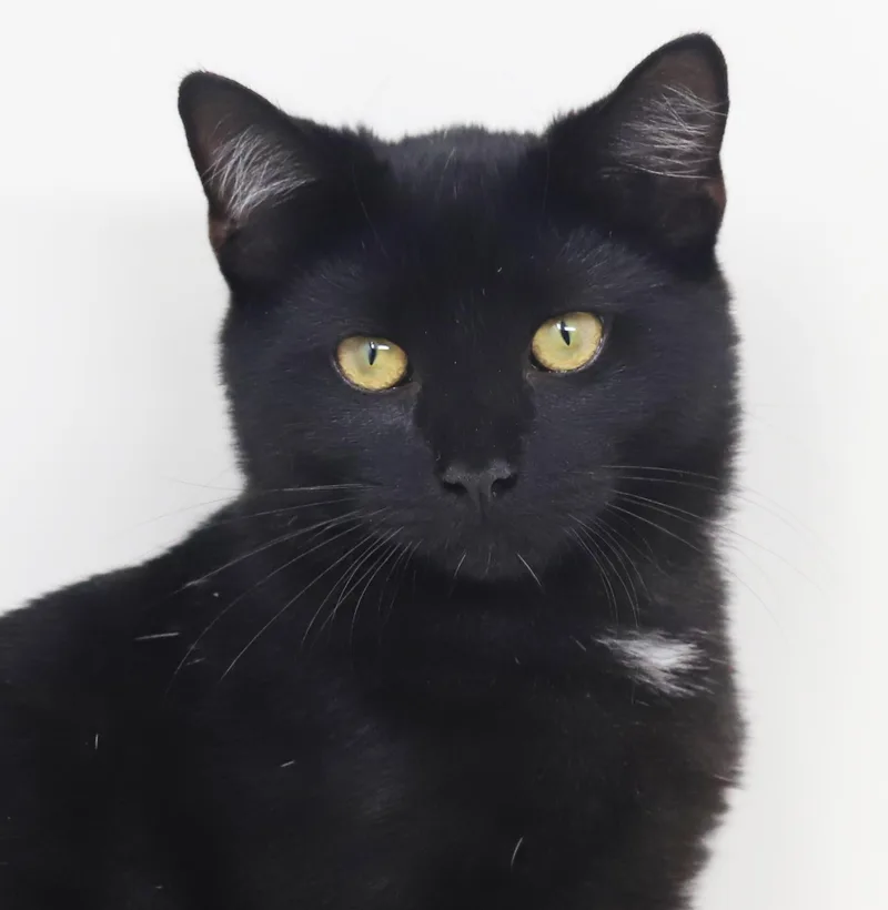 A baby small-sized male Black Bombay cat named Kiwi can't be any for adoption in Bedford Hills, NY