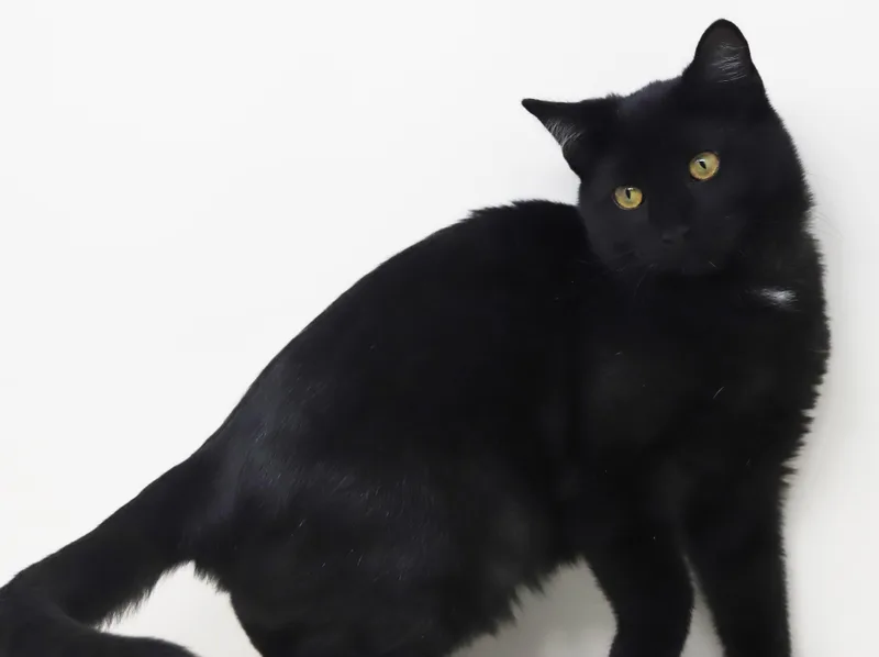 Kiwi can't be any thumbnail 3