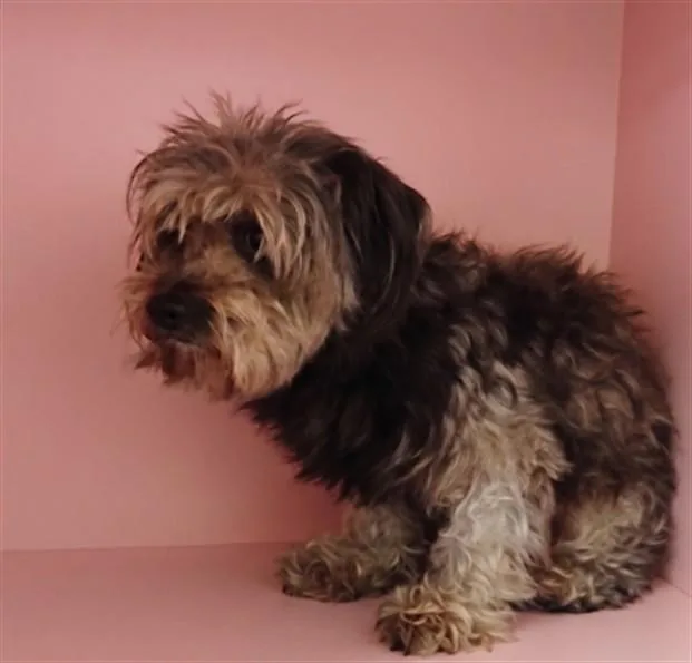 An adult small-sized female Shih Tzu dog named Maxine for adoption in Los Angeles, CA
