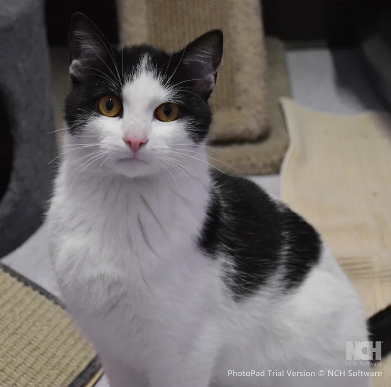 A young medium-sized male White Domestic Short Hair cat named Taneycomo for adoption in House Springs, MO