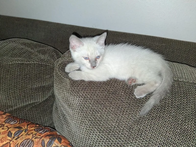 A baby small-sized male Siamese cat named Justice for adoption in San Antonio, TX
