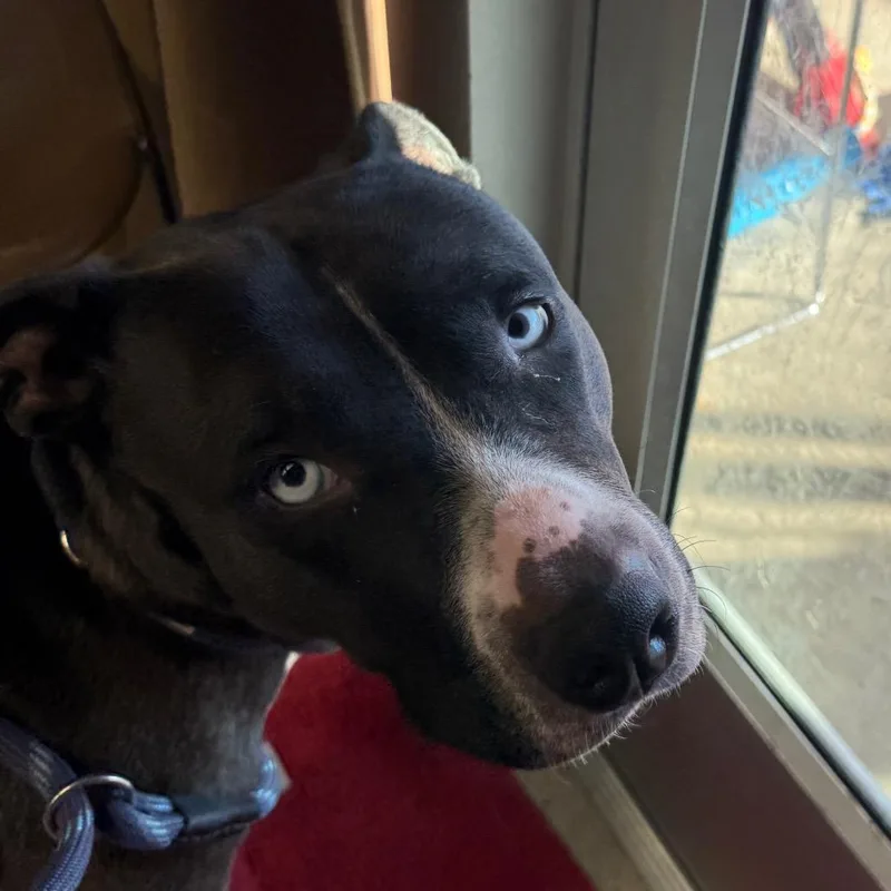 Charlie Girl
