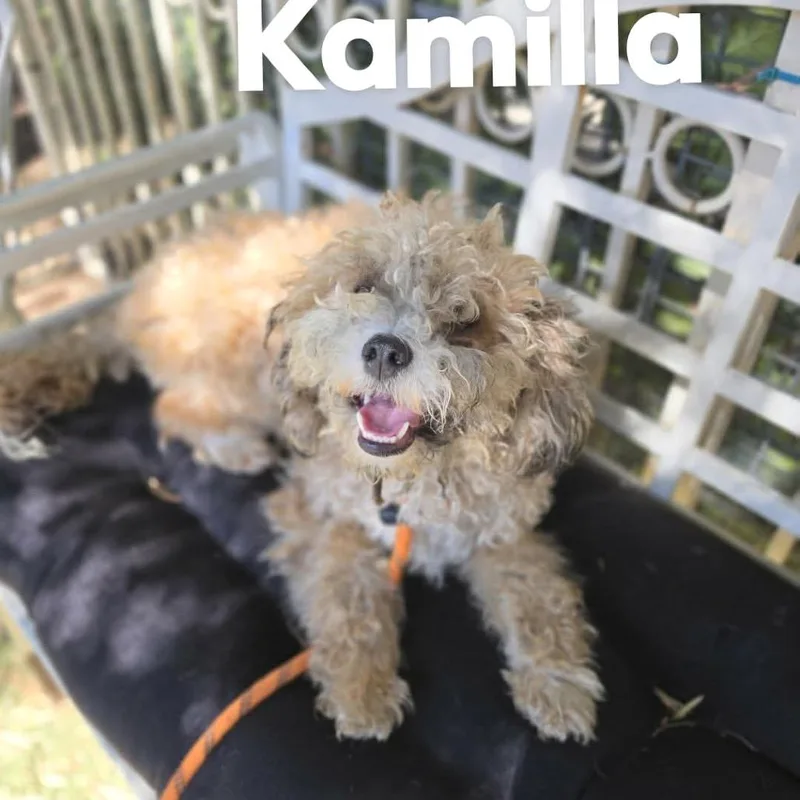Kamilla  Chino Hills thumbnail 4