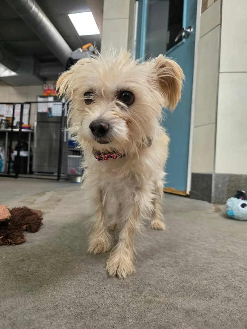 A senior small-sized female White / Cream Cairn Terrier dog named Mabel for adoption in Phoenix, AZ