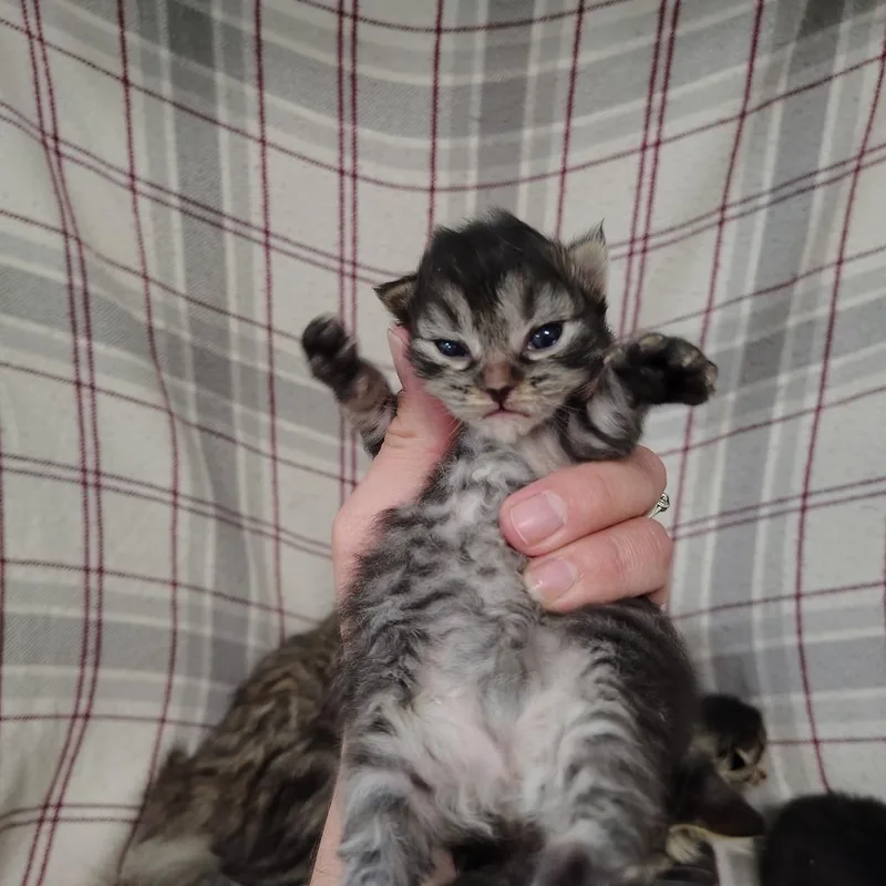 A baby small-sized male Gray / Blue / Silver Domestic Medium Hair cat named Poly for adoption in Coos Bay, OR