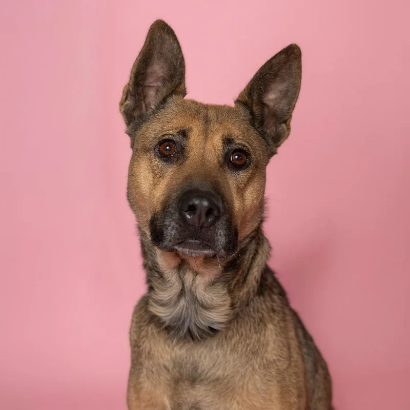 An adult medium-sized female Yellow / Tan / Blond / Fawn Mixed Breed dog named Glinda for adoption in Troy, IL