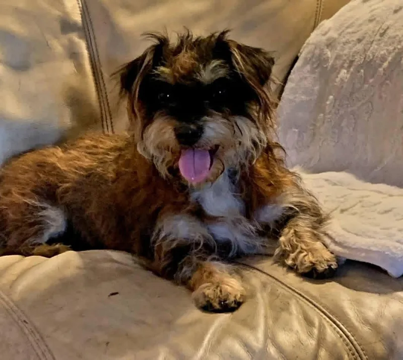 An adult small-sized female Yorkshire Terrier dog named Jewel for adoption in Elkton, MD