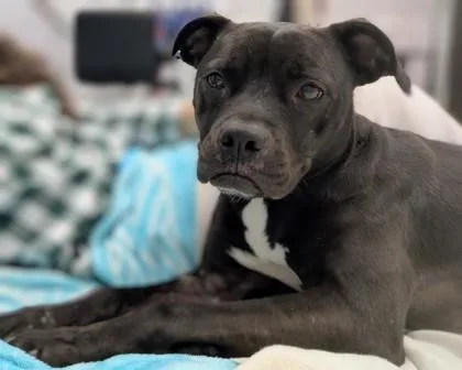 Lady Fka Mika thumbnail 3