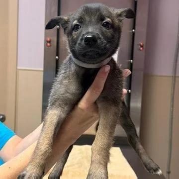 A baby small-sized female Belgian Shepherd / Malinois dog named Blanco for adoption in Tacoma, WA