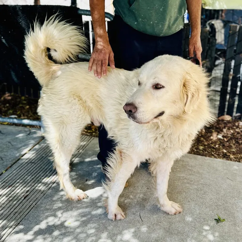 An adult large-sized male White / Cream Great Pyrenees dog named Nash for adoption in Point Richmond, CA