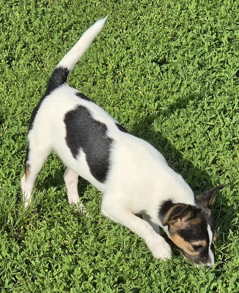 A baby small-sized male White / Cream Jack Russell Terrier dog named Scrappy for adoption in Terre Haute, IN