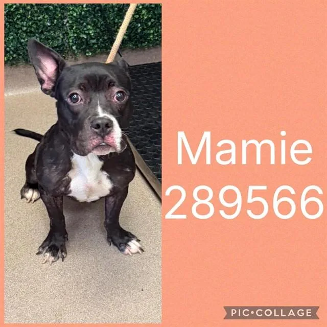 A young small-sized female Mixed Breed dog named Mamie for adoption in Macon, GA