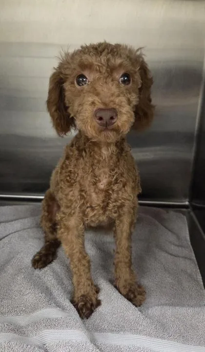 A baby small-sized male Poodle dog named Abe for adoption in Kinzers , PA