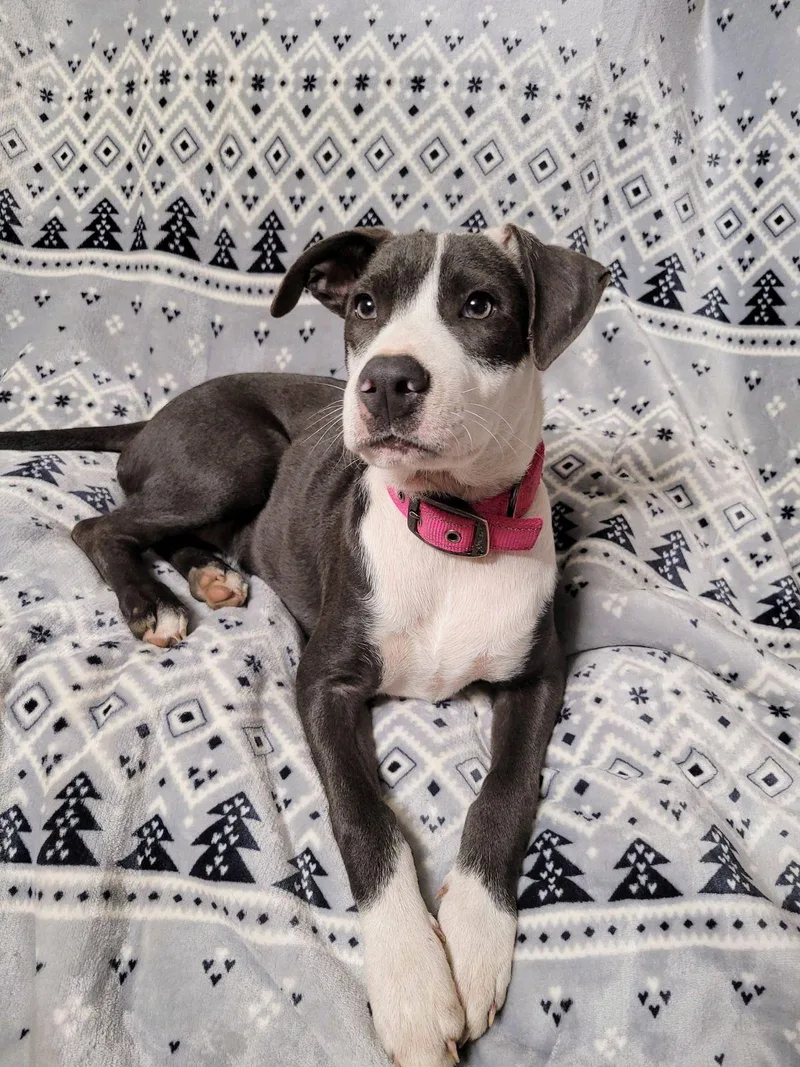 A young medium-sized female Gray / Blue / Silver Great Dane dog named Faith for adoption in Livingston, TX