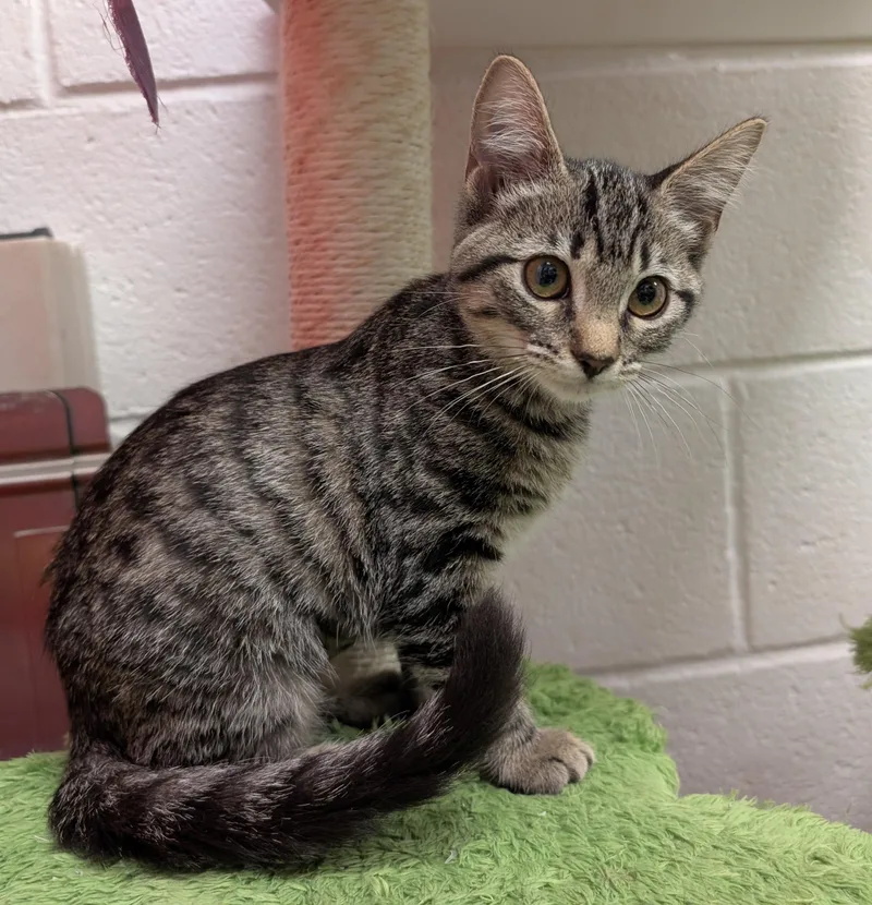 A baby medium-sized female Tabby (Gray / Blue / Silver) Domestic Short Hair cat named Lakeland for adoption in Smithfield, NC