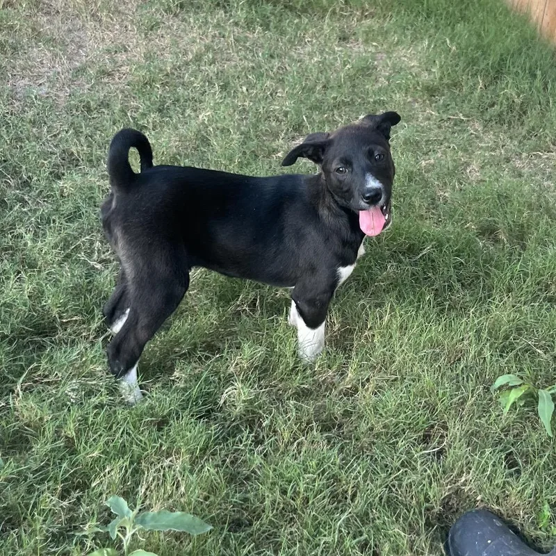 A baby medium-sized female Black Mixed Breed dog named Chimchar for adoption in Austin, TX