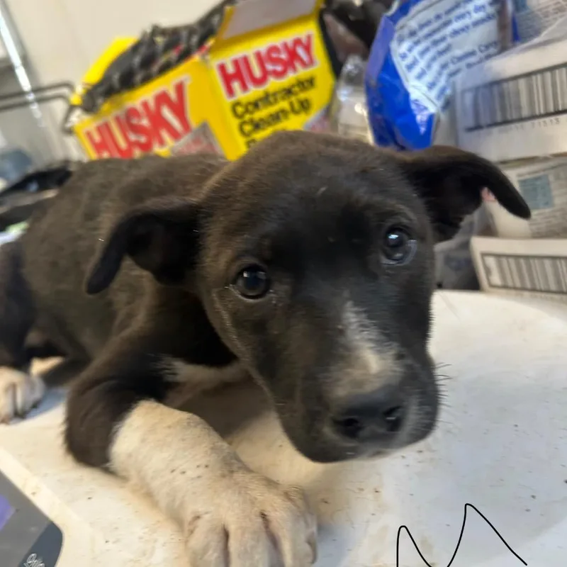 Chimchar thumbnail 2