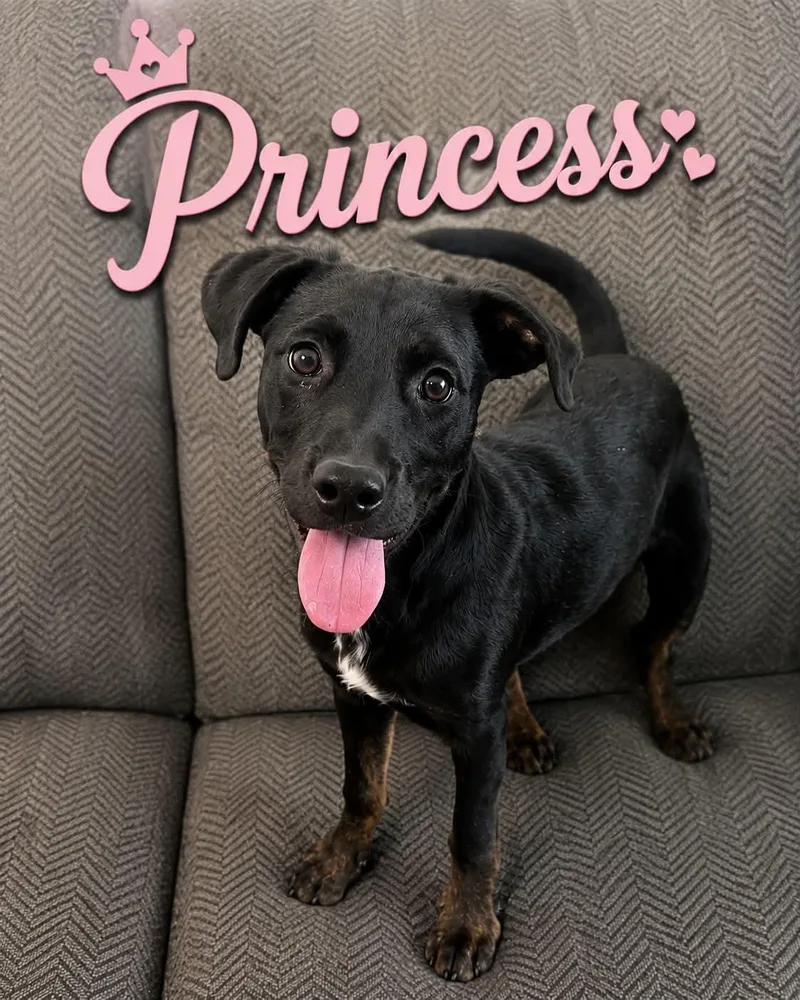 A young medium-sized female Black Mixed Breed dog named Princess for adoption in Hop Bottom, PA