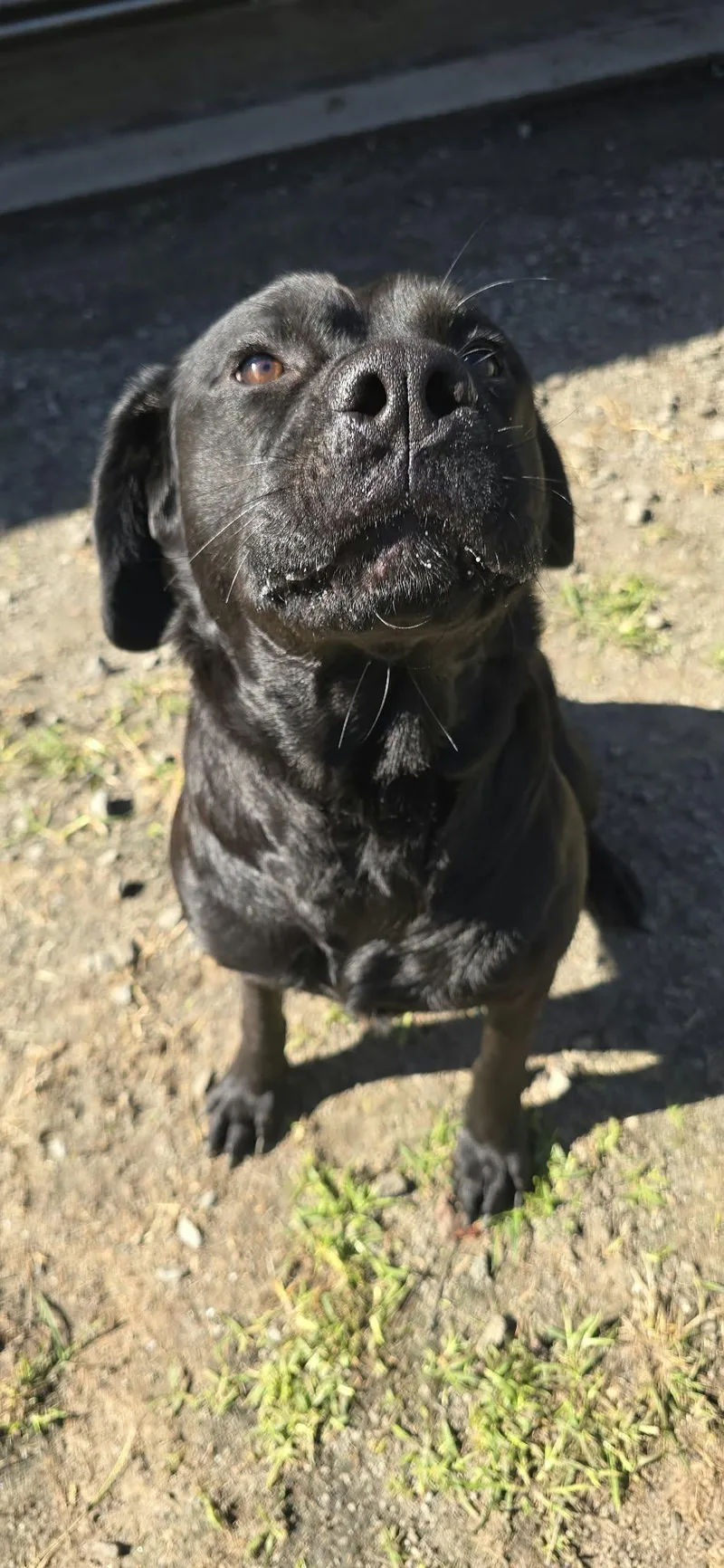 An adult large-sized female Black Labrador Retriever dog named Lyra for adoption in Orange, VA
