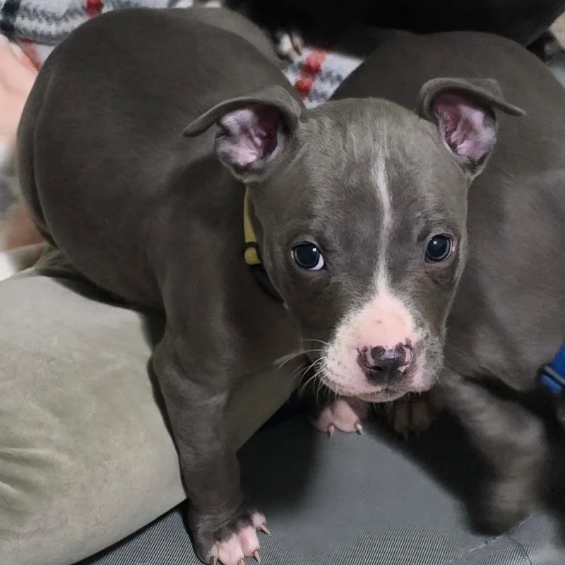 A baby medium-sized female Gray / Blue / Silver Pit Bull Terrier dog named Levy for adoption in St. Peters, MO
