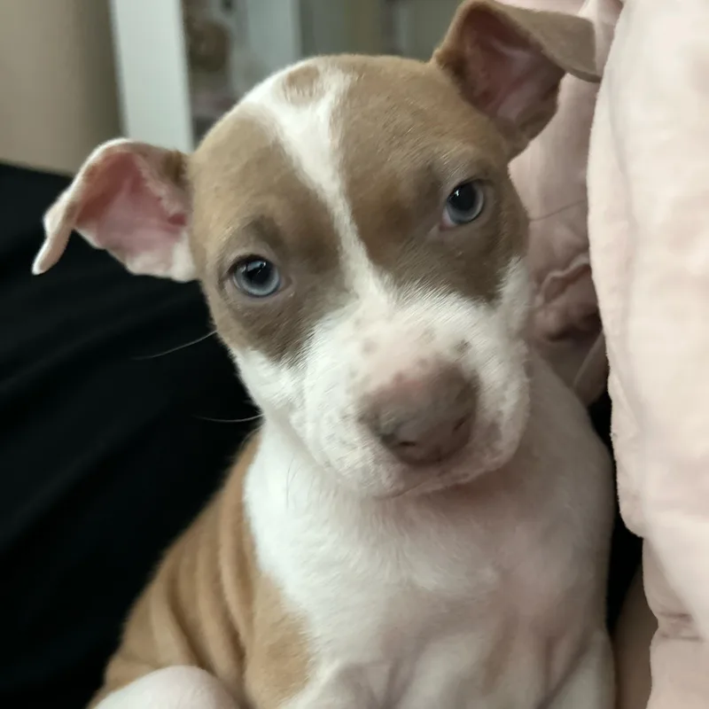 A baby medium-sized female Pit Bull Terrier dog named Giraffe for adoption in Henderson, NV