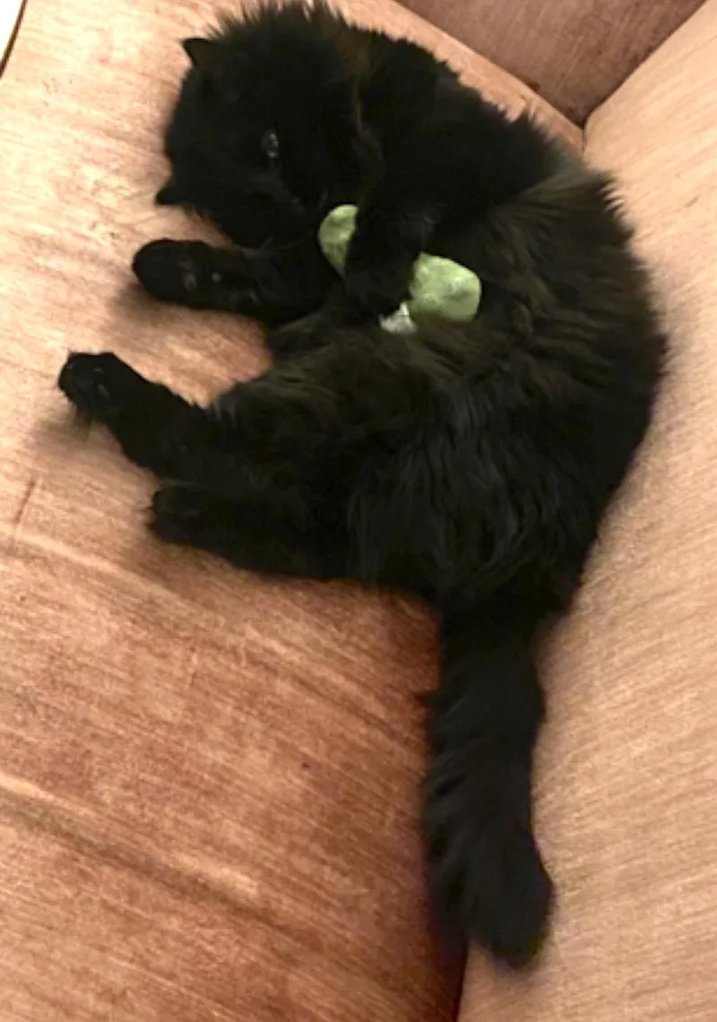 An adult large-sized male Domestic Long Hair cat named Little Boy for adoption in Amherst, MA