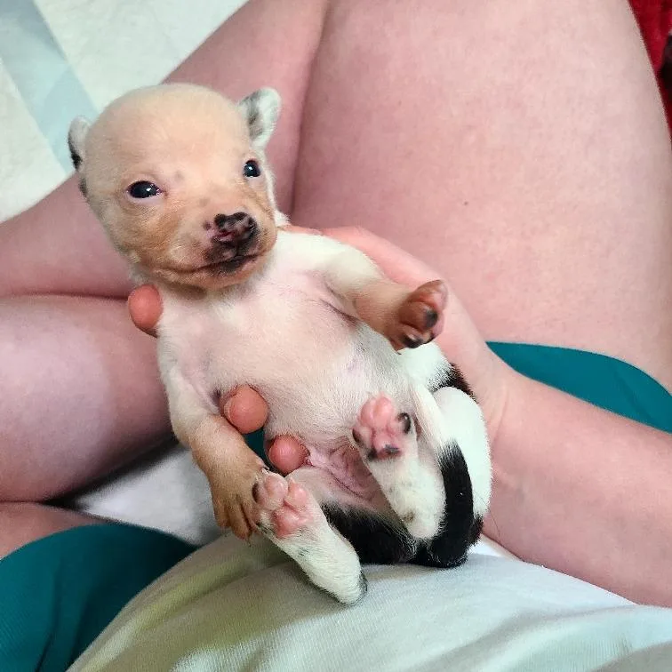 A baby small-sized male White / Cream Chihuahua dog named Basil for adoption in Fredericksburg, TX