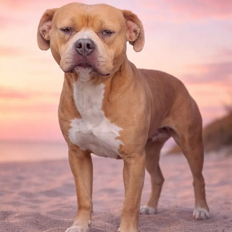 Josephine "josie" Yam Candy