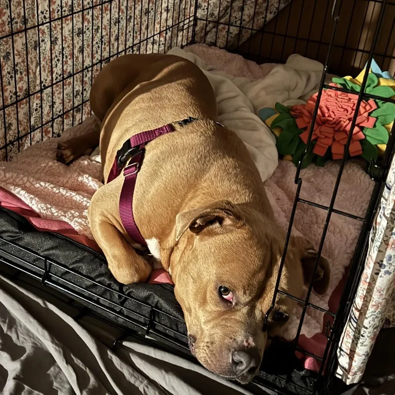 Josephine "josie" Yam Candy thumbnail 5