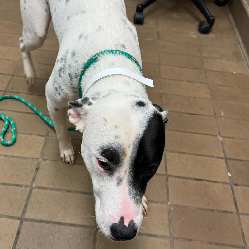 A young medium-sized male White / Cream Dalmatian dog named Astro for adoption in Parrish, AL