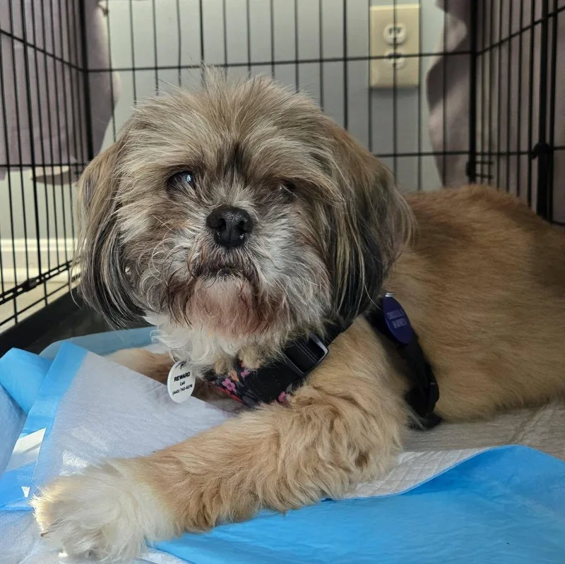 An adult small-sized female Shih Tzu dog named Cholula for adoption in Severn, MD
