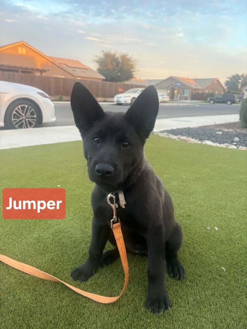 A baby medium-sized female Chow Chow dog named Jumper for adoption in Visalia, CA