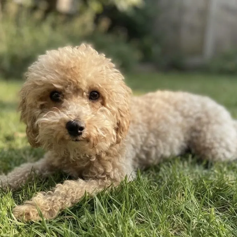 An adult small-sized female Apricot / Beige Poodle (Toy) dog named Pumpkin for adoption in Baton Rouge, LA