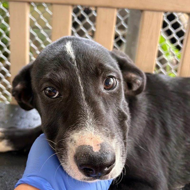 A baby medium-sized male Terrier dog named Rodeo for adoption in Dallas, TX