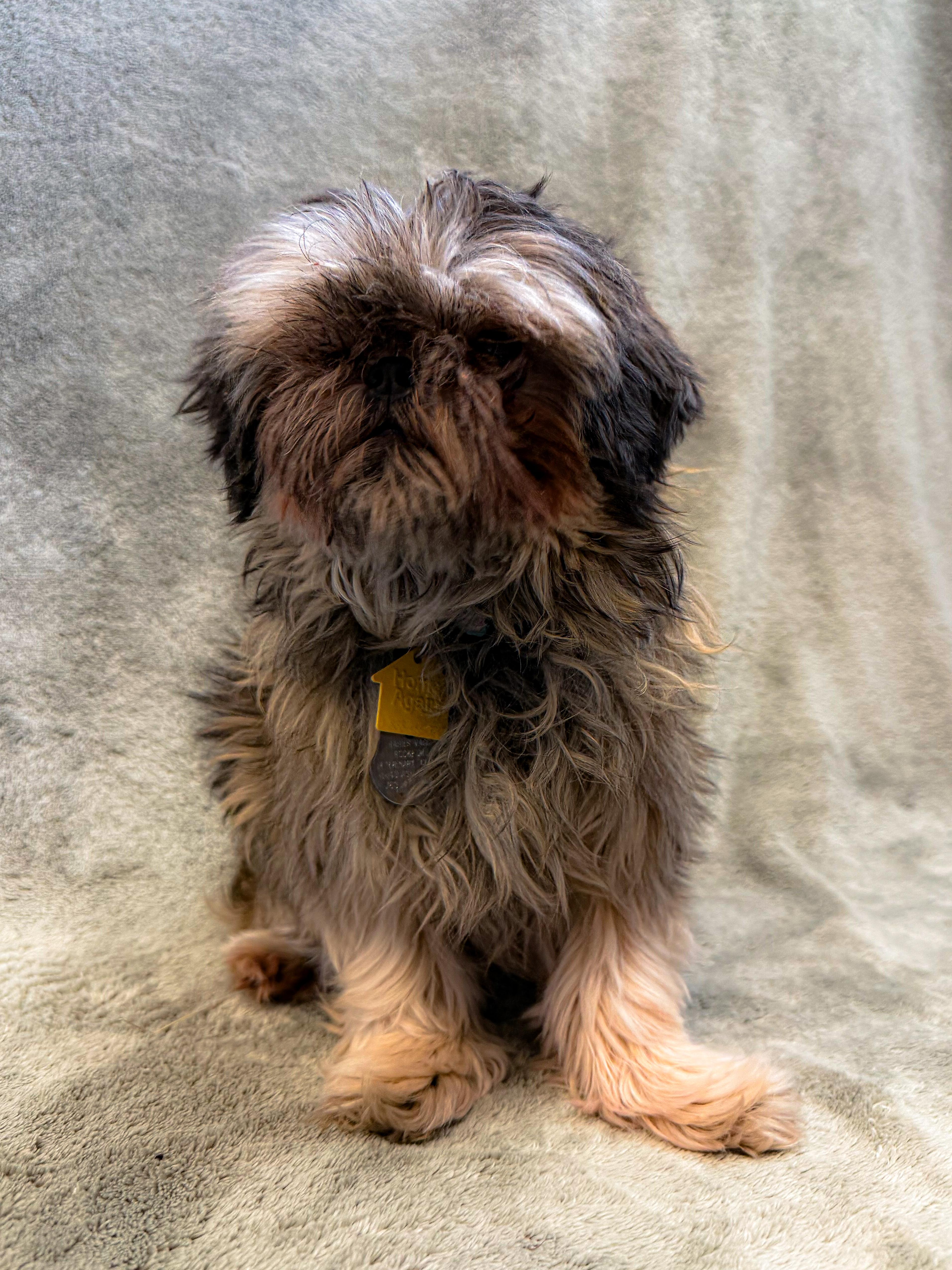 An adult small-sized female Shih Tzu dog named Trixie for adoption in Buffalo, MN