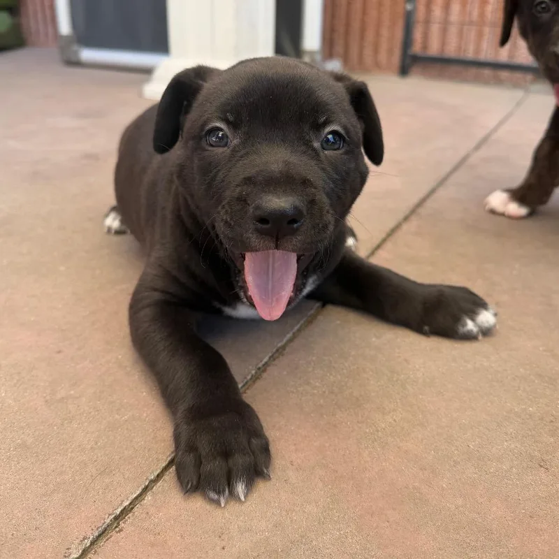 A baby small-sized male Black Pit Bull Terrier dog named Fez for adoption in Palm Springs, CA