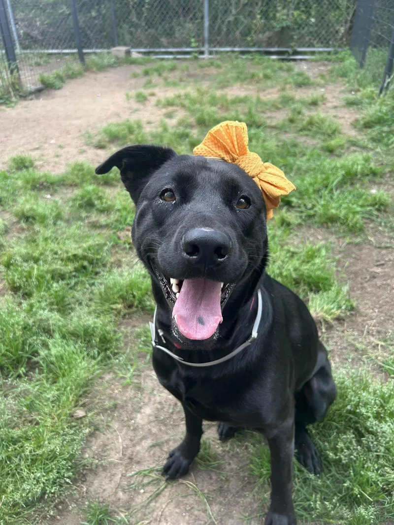 An adult large-sized female Black Labrador Retriever dog named Analia for adoption in Coldwater, MI
