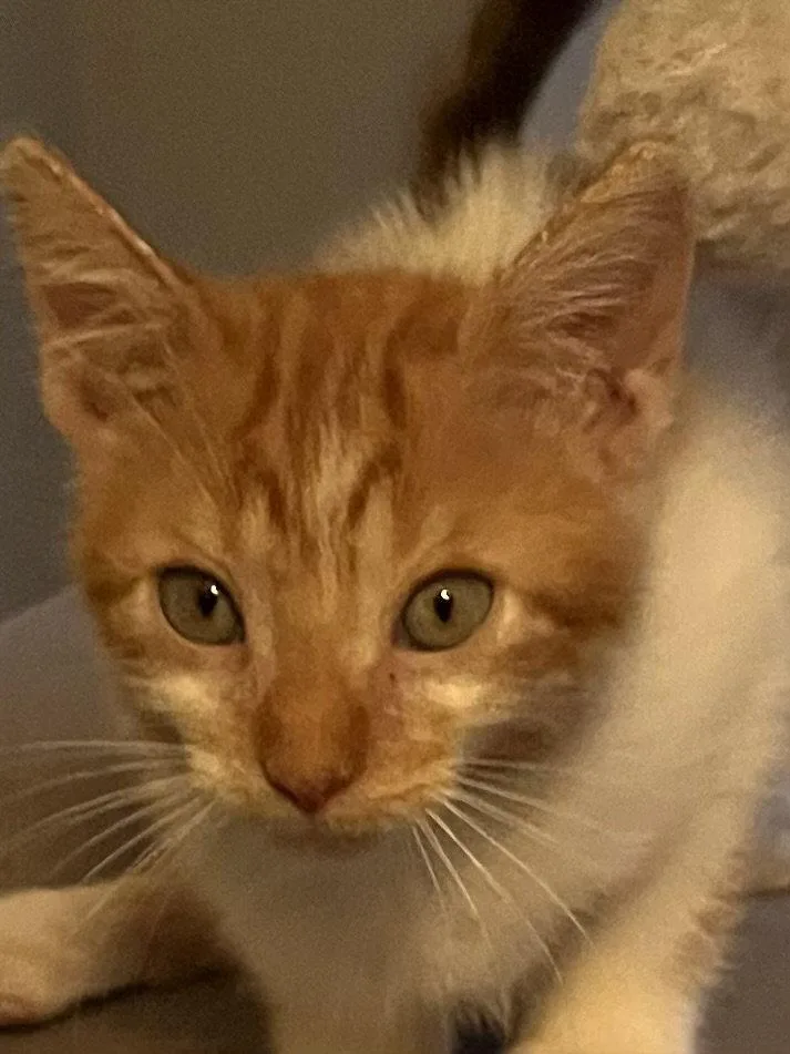 A baby medium-sized male Orange & White Domestic Medium Hair cat named Blaze for adoption in Orlando, FL